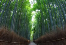 Khám Phá Rừng Trúc Kyoto Huyền Bí Không Nên Bỏ Qua rừng trúc kyoto
